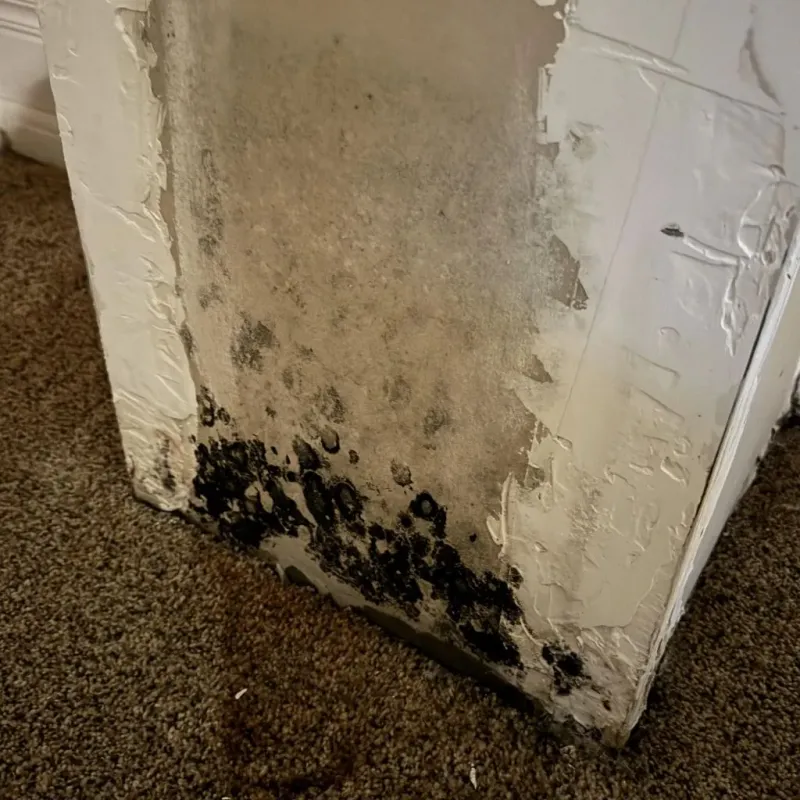 Professional Mold Removal in Jackson County, IA